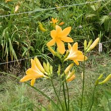 電気柵の中に咲く、ニッコウキスゲ。