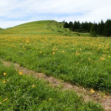 花咲く、ニッコウキスゲ。電気柵の中で。