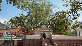 ２０００年以上の由緒ある菩提樹