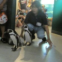 メインイベント、ペンギンのお散歩