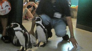 淡水魚に特化した水族館