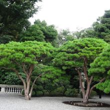 比較物がないのでわかりにくいですが、とても大きく枝ぶりが素敵