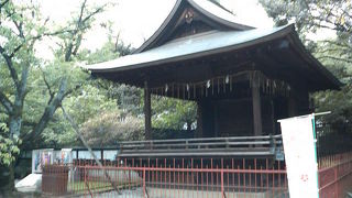 普段は柵の外から見るだけです