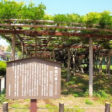 時期ではなかったので、藤の花を見ることはできませんでした