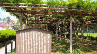 城址公園内にある見事な藤の棚