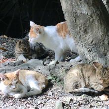 猫の多い場所がありました