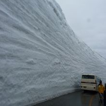 アルペンルートの花形雪の大谷