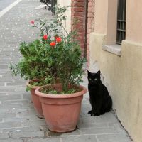 ホテルとは関係ないが、ホテル脇にいた黒ネコ