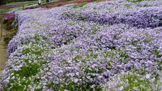 春の名物を無料鑑賞