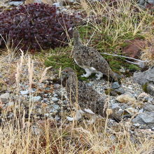 みくりが池周回コース沿いで出会ったライチョウ