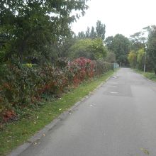 向こう側にあるのがポプラ並木