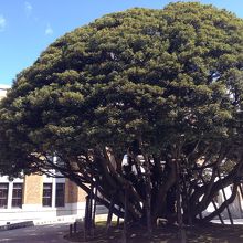 大きなしいのき