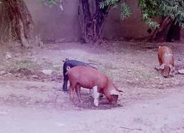 シャイアンマウンテン動物園