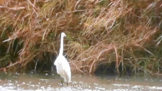 スリル満点で迫力があります。