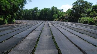 美味しい取れたてわさび