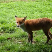 キタキツネを見るならここ！