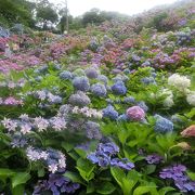 形原温泉の中にあるあじさいの里