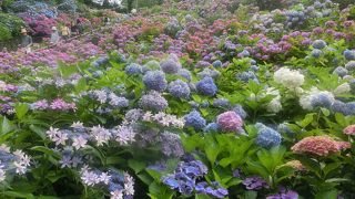 形原温泉の中にあるあじさいの里