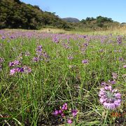 ヤマラッキョウのお花畑　雨ヶ池