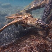 海ガメがいます！