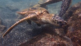 海ガメがいます！