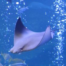 大水槽で泳ぐエイ
