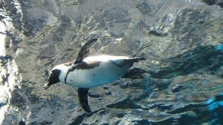 ペンギンの水槽がきれいでした。上からの光を浴びて泳ぐペンギンたち。
