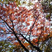 ブナの原生林と紅葉の比婆山を歩く。