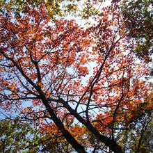 沿道の紅葉