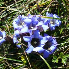 登山道わきにリンドウが嫌というほど咲いています。