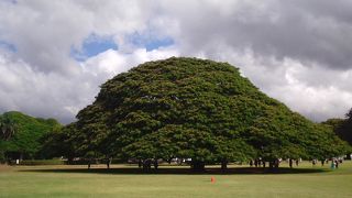 この木なんの木～気になるわ～(笑)
