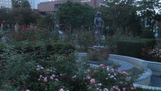 まだバラの花が残っていました