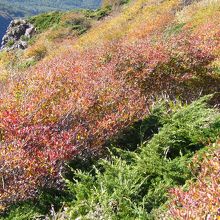 星生山西側は紅葉が始まっていました。
