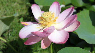 今咲き誇る蓮たちよ