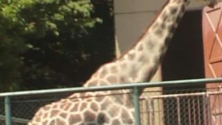 自然も動物も楽しめます