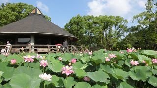 都会の中でやすらぎと四季を感じられる場所