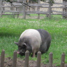 小さな入り口を入ってすぐこの豚がお出迎え