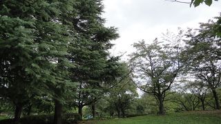 広い公園
