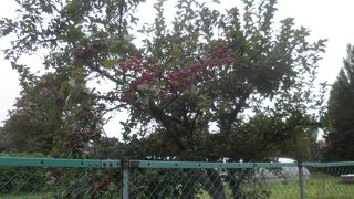 周辺の紅葉が始まった