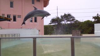 イルカショーは大迫力