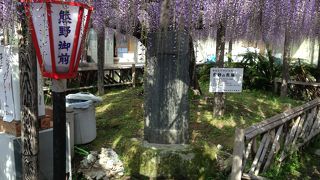 かなり長い藤です