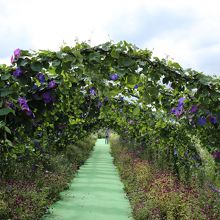 琉球あさがおのトンネル