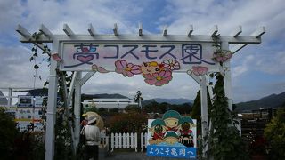 コスモスは圧巻