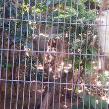 ツシマヤマネコが起きたところ