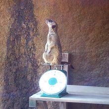 計量中のミーアキャット