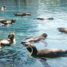 涼しそうなペンギンたち