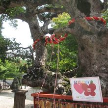 縁結びの木