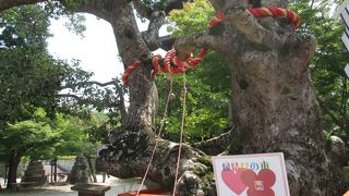 縁結びの木・・・樹齢200年