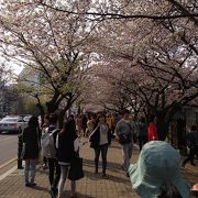 桜の花見で大混雑