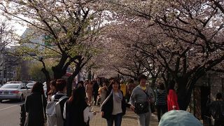 桜の花見で大混雑